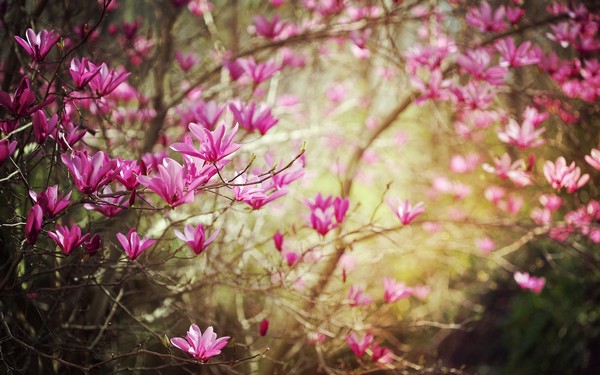 Фотографируем весенние цветы - советы и примеры 54 (600x375, 72Kb)