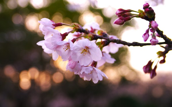 Фотографируем весенние цветы - советы и примеры 48 (600x375, 44Kb)