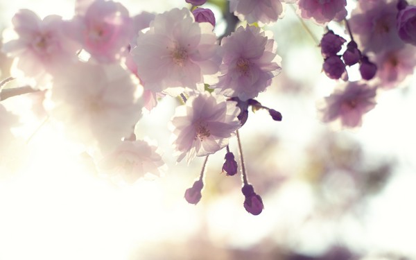Фотографируем весенние цветы - советы и примеры 56 (600x375, 33Kb)