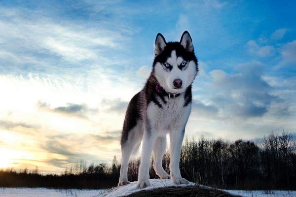 Снимаем портретное фото животных - собаки 46 (600x400, 52Kb)