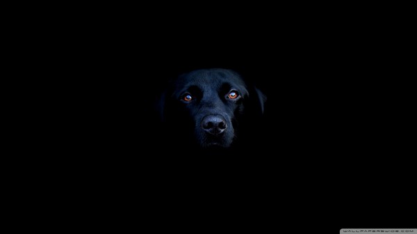 Снимаем портретное фото животных - собаки 53 (600x338, 5Kb)