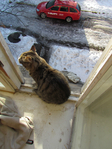  Picture 149 (525x700, 464Kb)