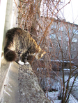  Picture 153 (525x700, 554Kb)