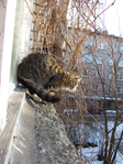  Picture 154 (525x700, 593Kb)