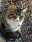  Picture 157 (525x700, 496Kb)