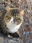  Picture 159 (525x700, 531Kb)