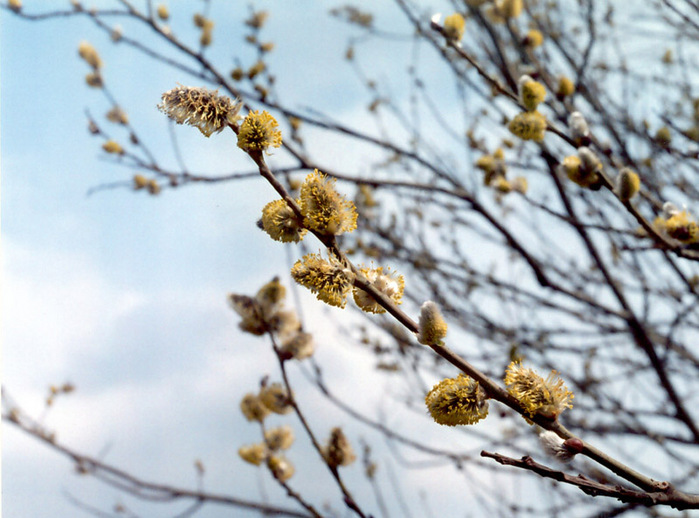 4524271_7881603_spring15 (699x518, 157Kb)