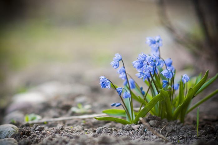 2835299_spring_flowers_33 (700x464, 55Kb)