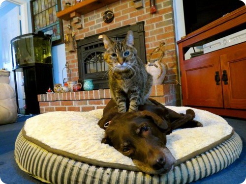 cat_and_dog_28_00109 (500x375, 72Kb)