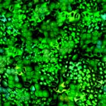  TileU0021 (300x300, 41Kb)