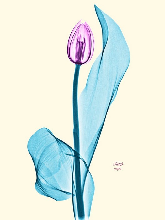 4 (526x700, 38Kb)