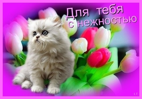 Открытки для тебя котенок Открытки для тебя котенок