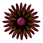  Blume-04 (500x500, 205Kb)