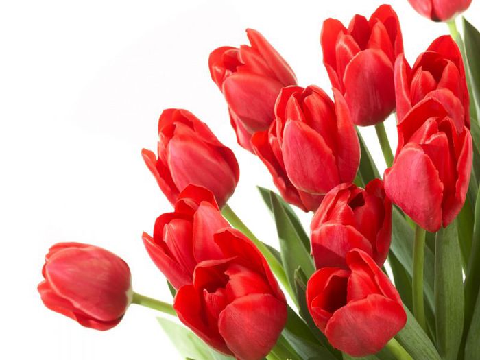 4360286_tulipflowers_800x600_80018 (700x525, 47Kb)