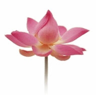 lotus (191x189, 11Kb)