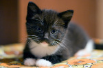 0_5d14_6dc1c20f_S (150x100, 7Kb)