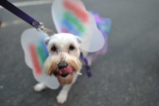 rio_carnaval_pets_creativing.net_011 (620x413, 25Kb)