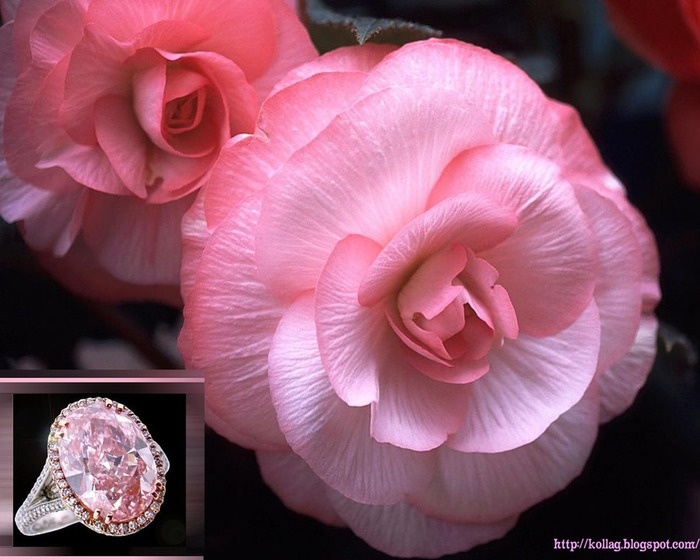Розовая роскошь (700x560, 89Kb)