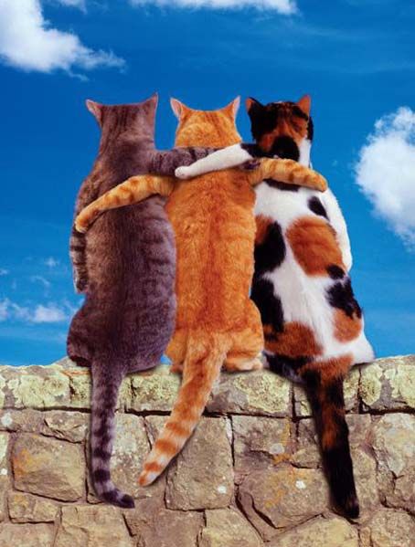 cats_69 (454x599, 48Kb)
