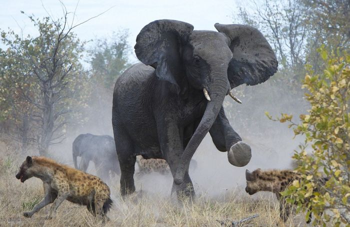 Elephant vs. Hyenas  (2) (700x454, 65Kb)