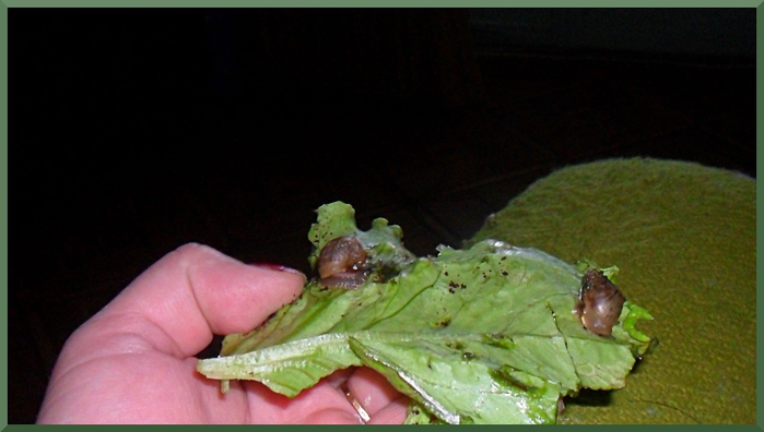 3821971_SAM_2692 (700x396, 162Kb)