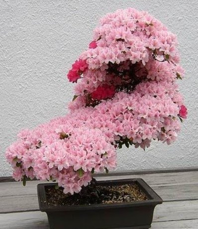 1268986388_www.kypbma.ru_bonsai-tree-01 (398x461, 53Kb)