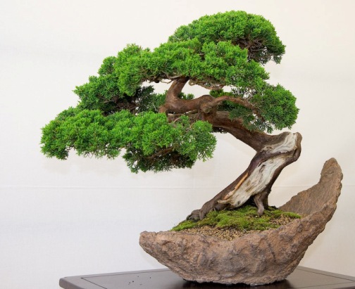 bonsai2 (504x411, 70Kb)