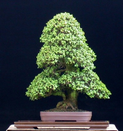 bonsai_9 (400x426, 61Kb)