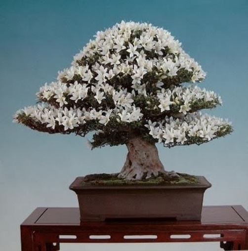 bonsai-tree-04 (502x508, 66Kb)