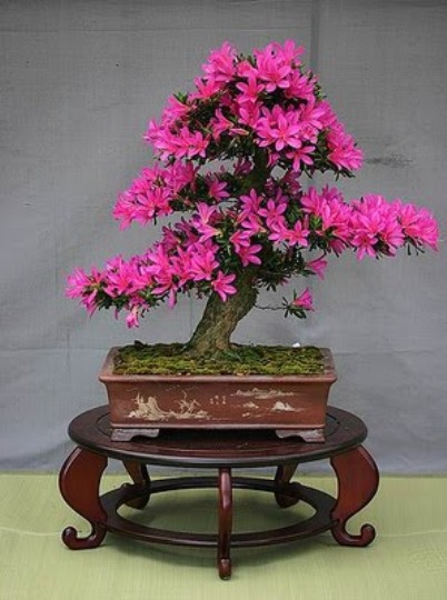bonsai-tree-06 (402x540, 61Kb)