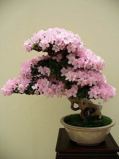 bonsai-tree-08 (399x532, 48Kb)
