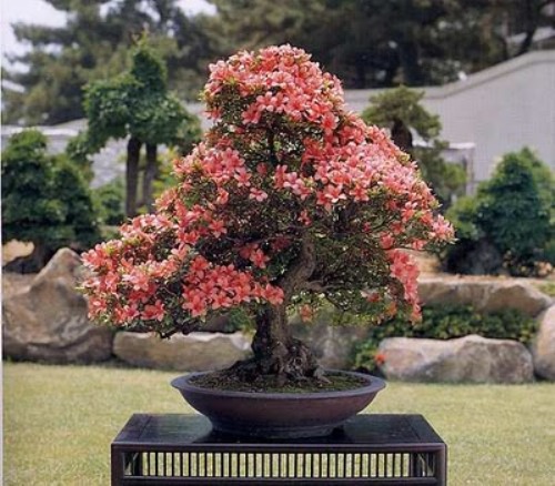 bonsai-tree-10 (500x438, 80Kb)