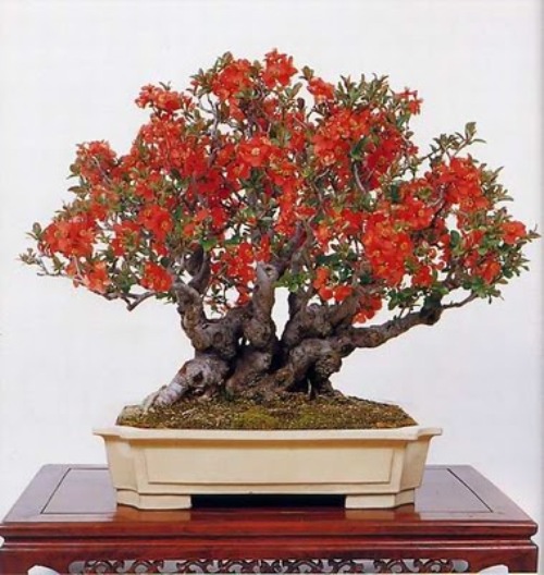 bonsai-tree-13 (500x528, 84Kb)