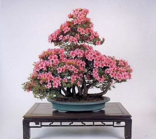 bonsai-tree-15 (500x445, 64Kb)