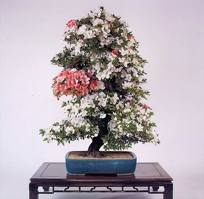 bonsai-tree-17 (400x390, 42Kb)