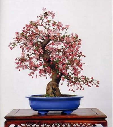 bonsai-tree-21 (399x448, 57Kb)