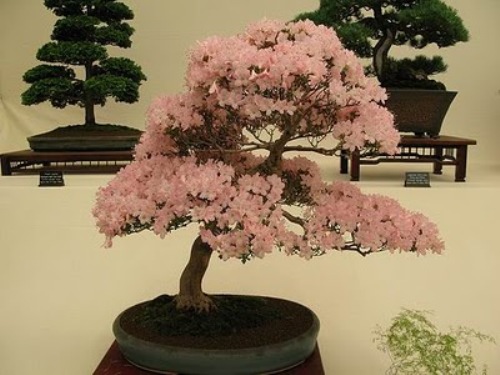 bonsai-tree-23 (500x375, 60Kb)