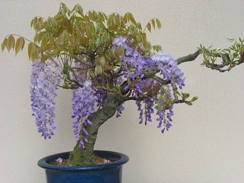 bonsai-tree-27 (500x375, 58Kb)