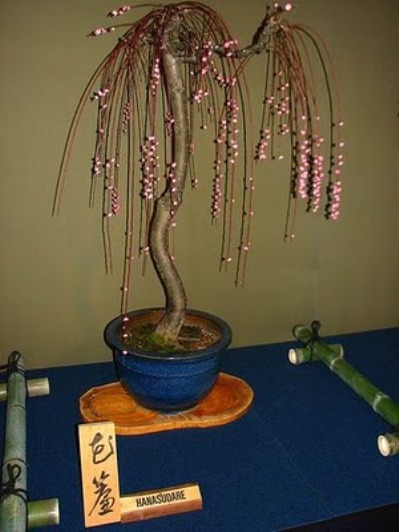 bonsai-tree-31 (399x532, 52Kb)