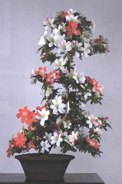 bonsai-tree-33 (401x600, 68Kb)