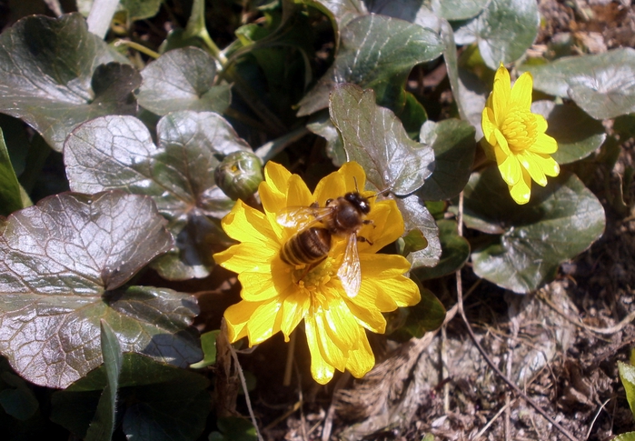 4800487_P4050382 (700x485, 297Kb)
