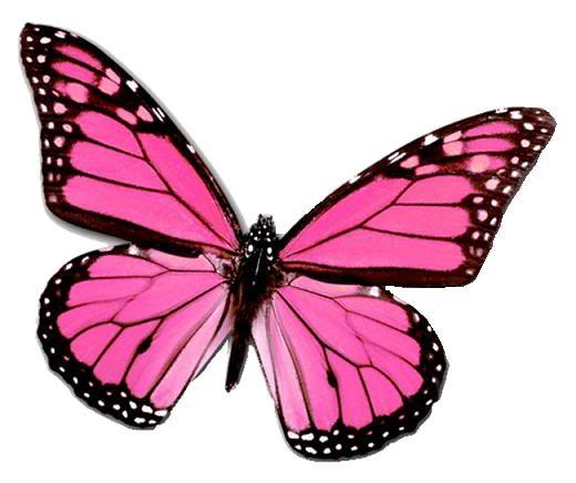 1278471016_55_FT838_1_plexuspinkbutterfly (520x436, 29Kb)