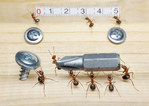 Превью муравьи6 (640x454, 83Kb)
