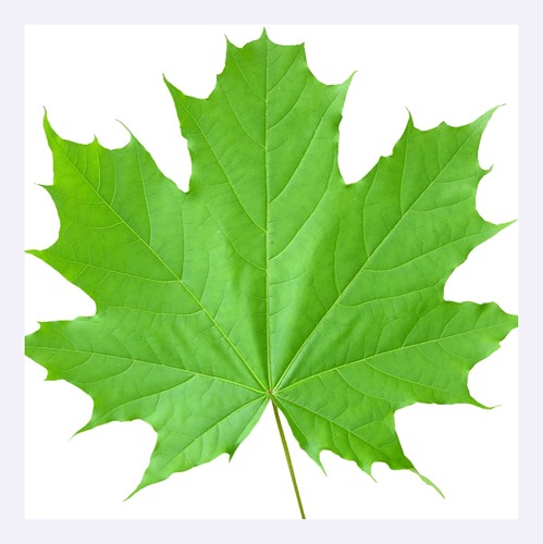 0_48c2d_4592e1b7_L (499x500, 42Kb)
