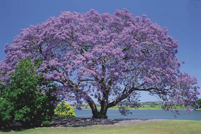 Как называется дерево из цветов