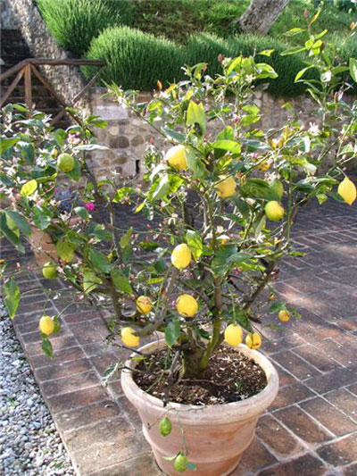 Как разводить лимоны в домашних условиях