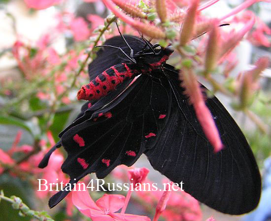 lifestyle_Butterflies_Papilio-rumanzovia (550x448, 62Kb)