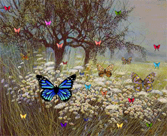 butterfly_s (240x195, 78Kb)