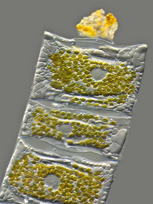 luchshie-raboty-s-fotokonkursa-olympic-bioscapes-02 (525x700, 243Kb)