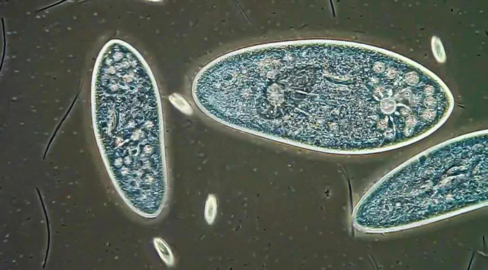 luchshie-raboty-s-fotokonkursa-olympic-bioscapes-07 (700x387, 113Kb)
